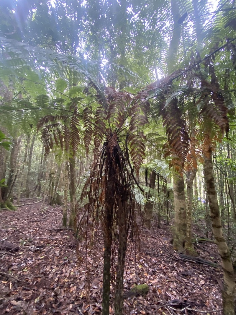 Sphaeropteris australis photo 4