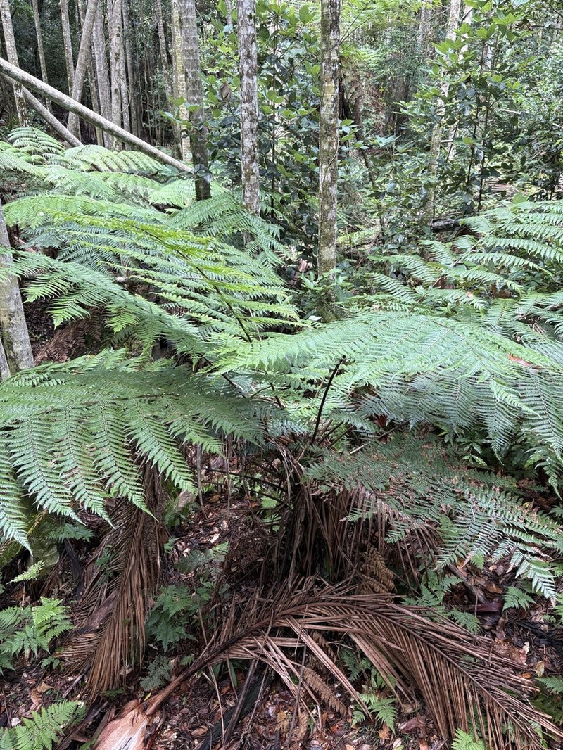 Sphaeropteris australis photo 5