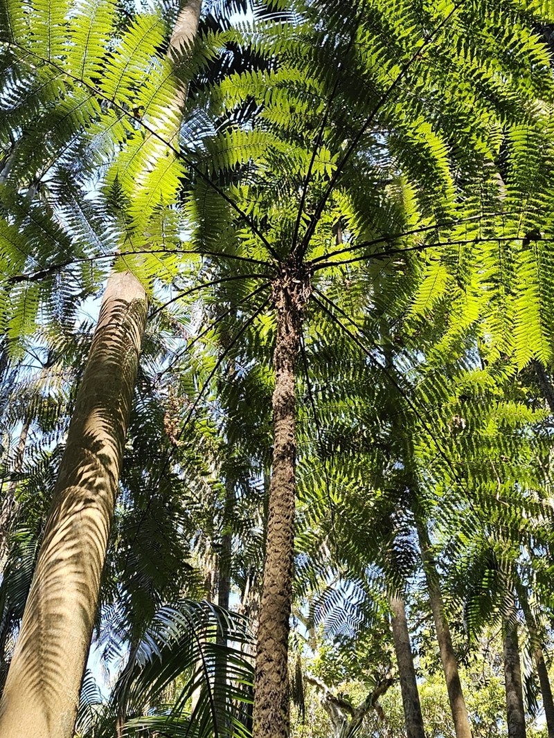Sphaeropteris australis photo 6