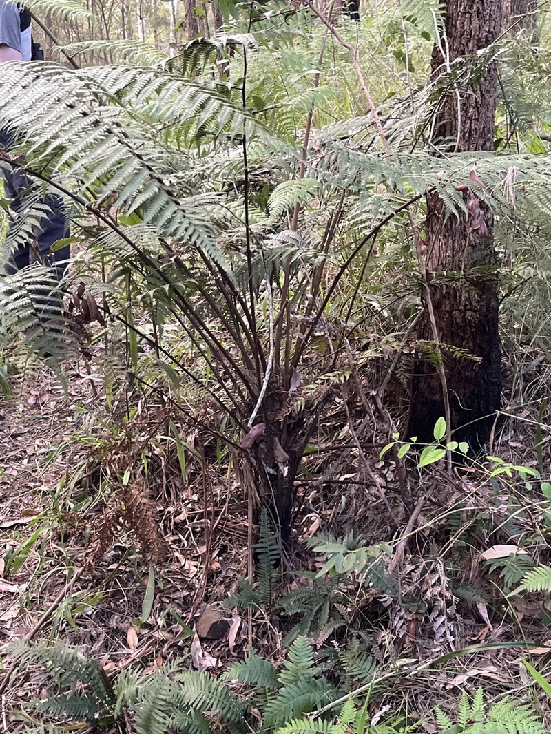 Sphaeropteris australis photo 7