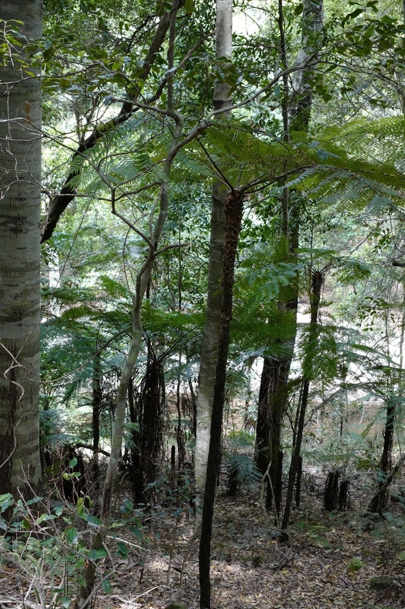 Sphaeropteris australis photo 8