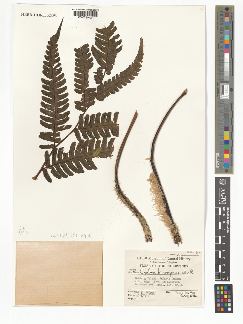 Sphaeropteris binuangensis