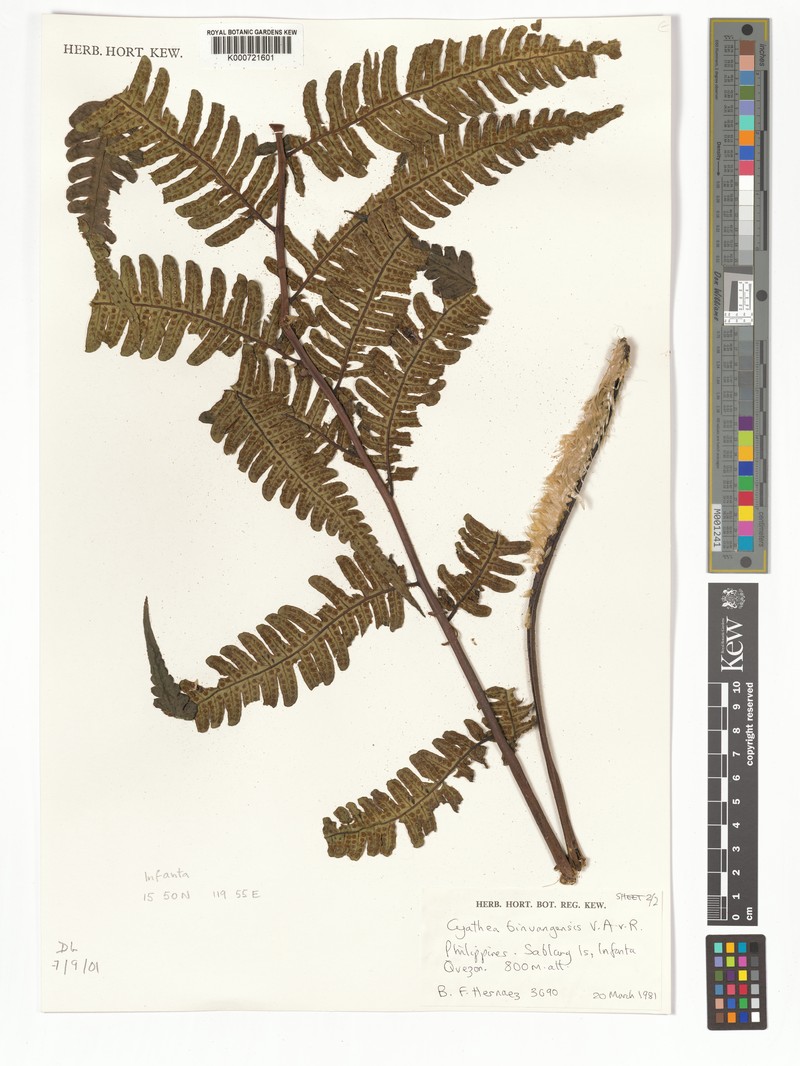Sphaeropteris binuangensis photo 2