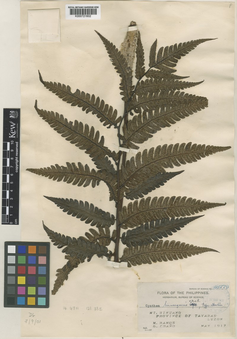 Sphaeropteris binuangensis photo 3