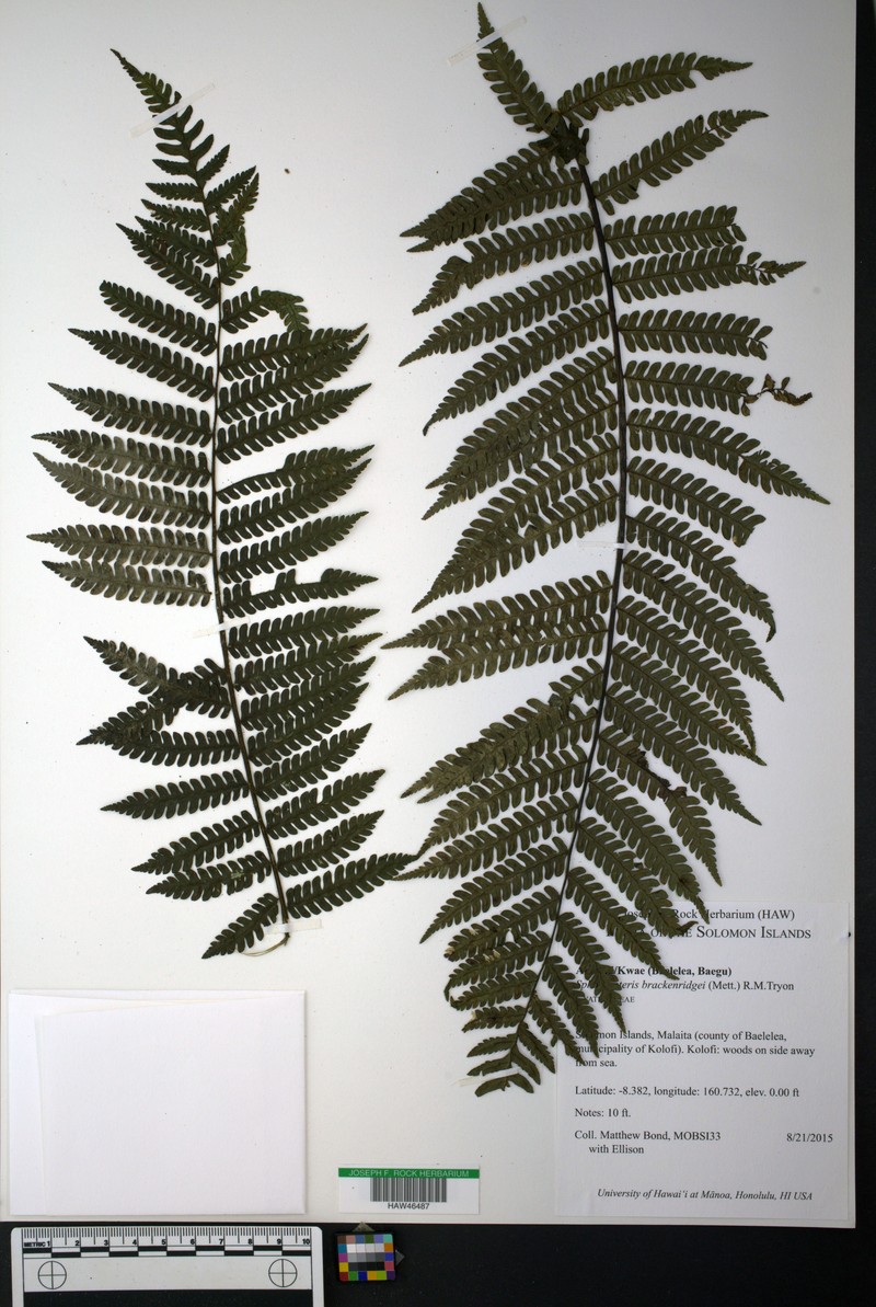 Sphaeropteris brackenridgei
