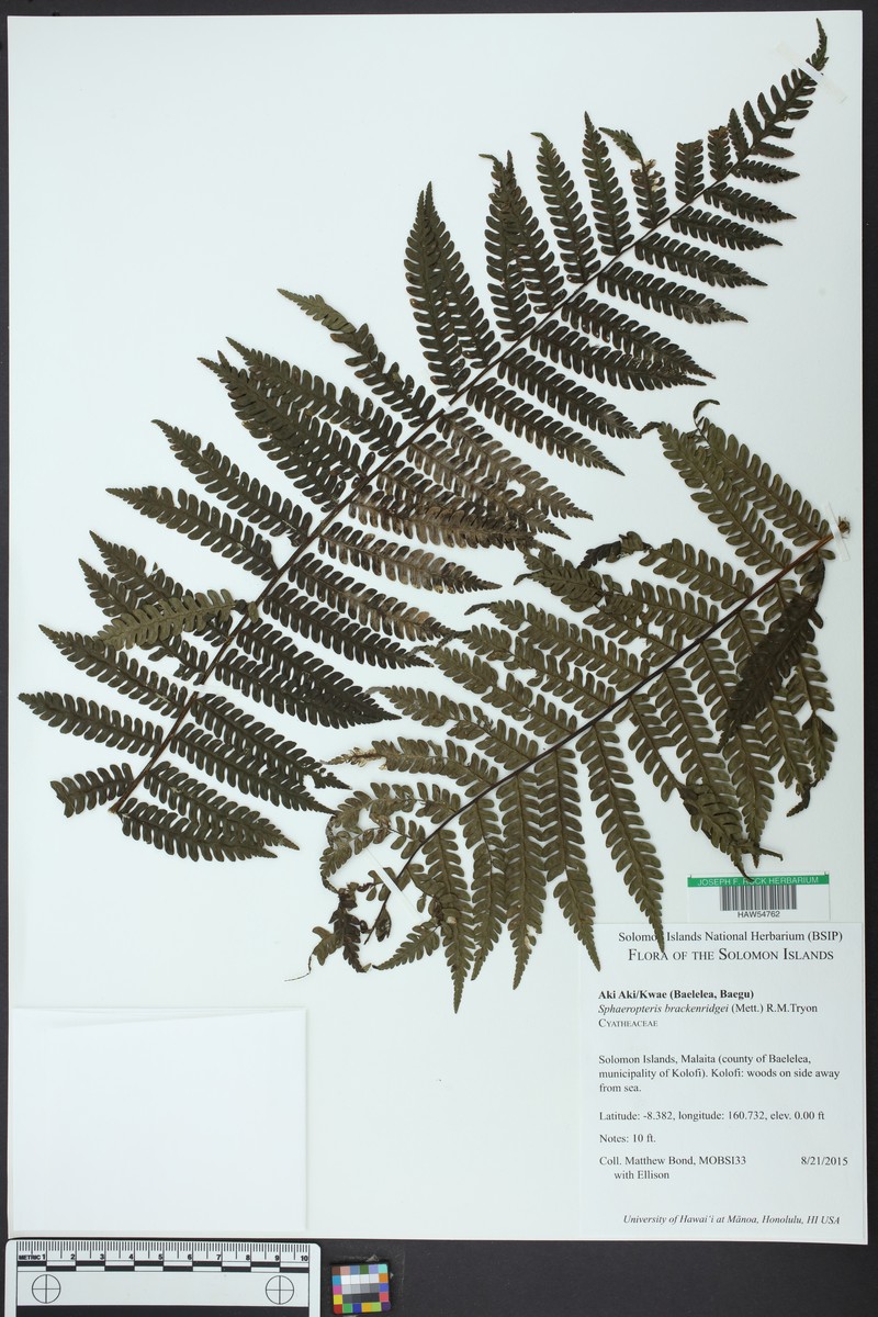 Sphaeropteris brackenridgei photo 2