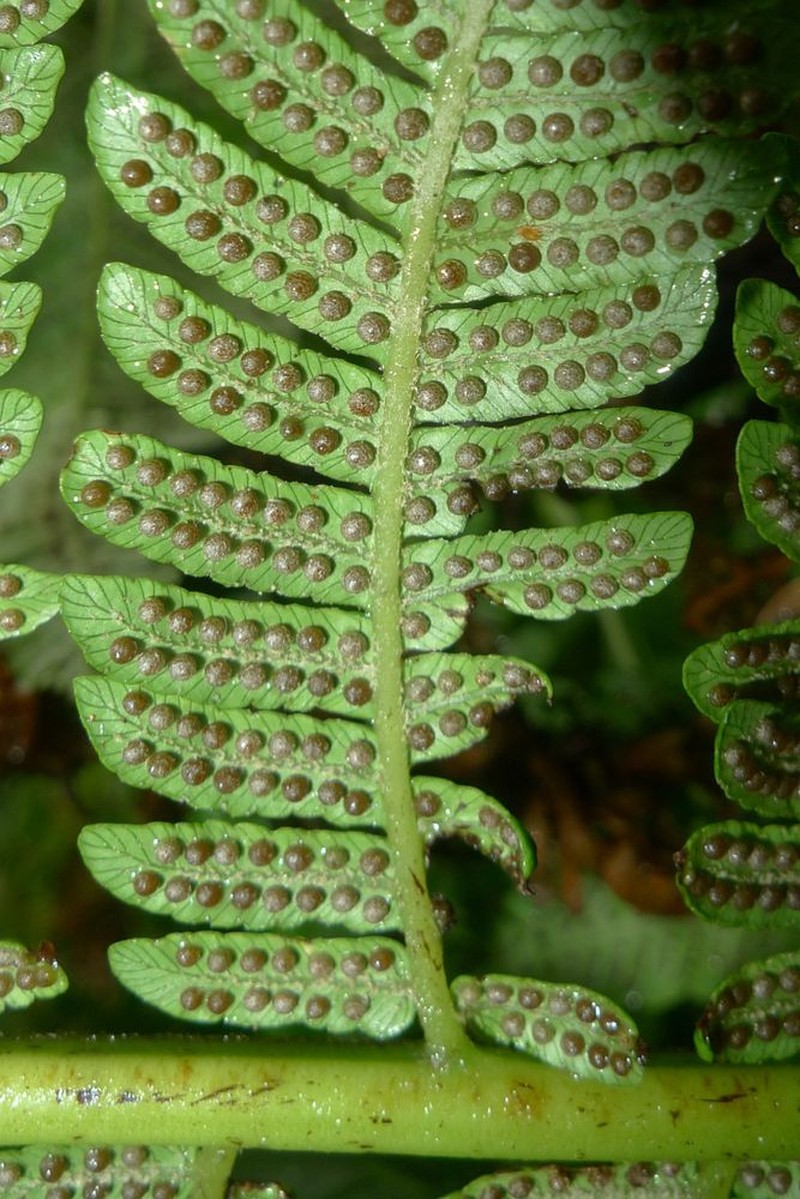 Sphaeropteris brackenridgei photo 3