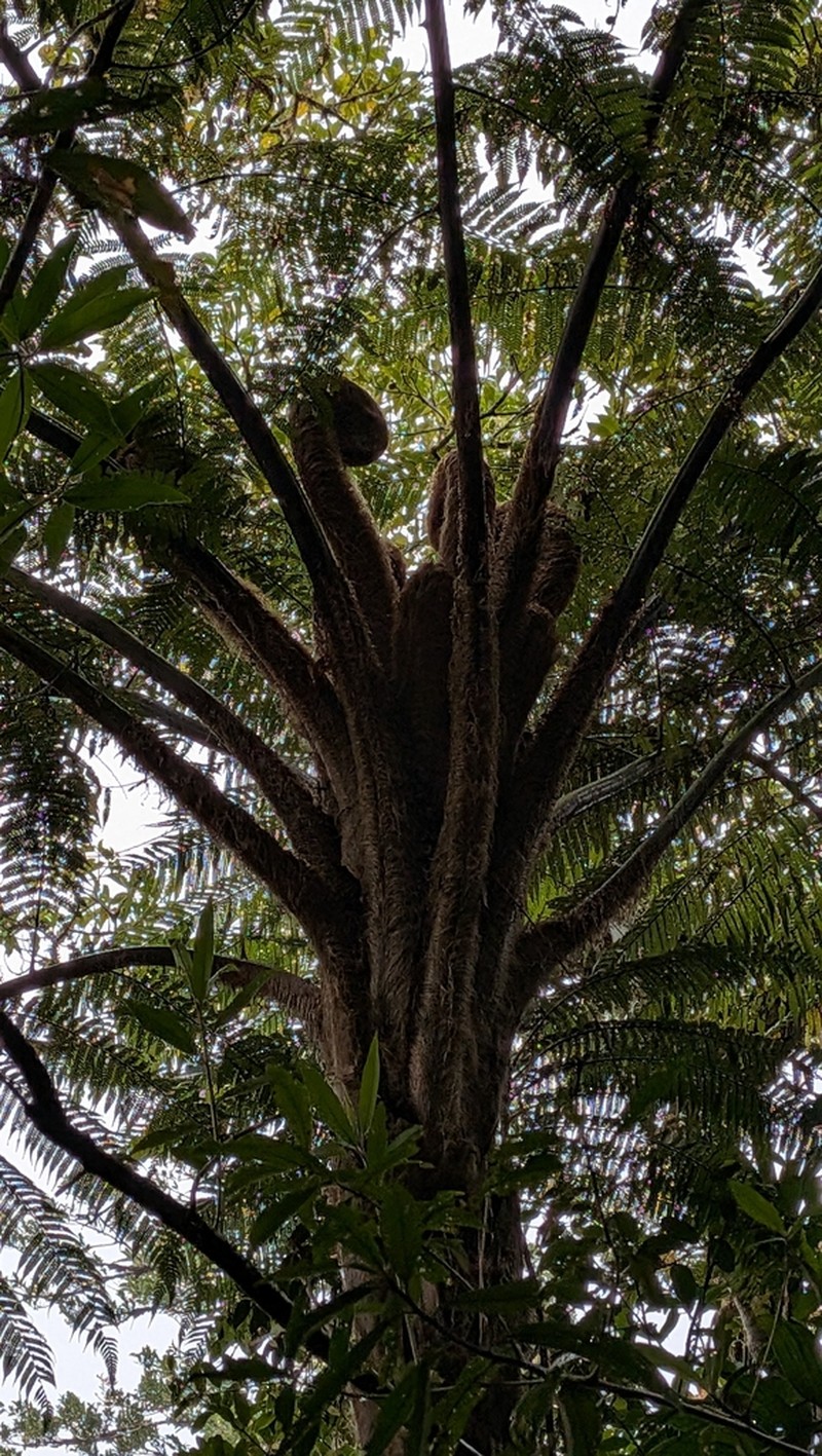 Sphaeropteris brunei