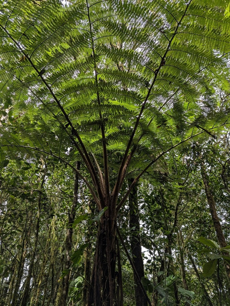 Sphaeropteris brunei photo 2