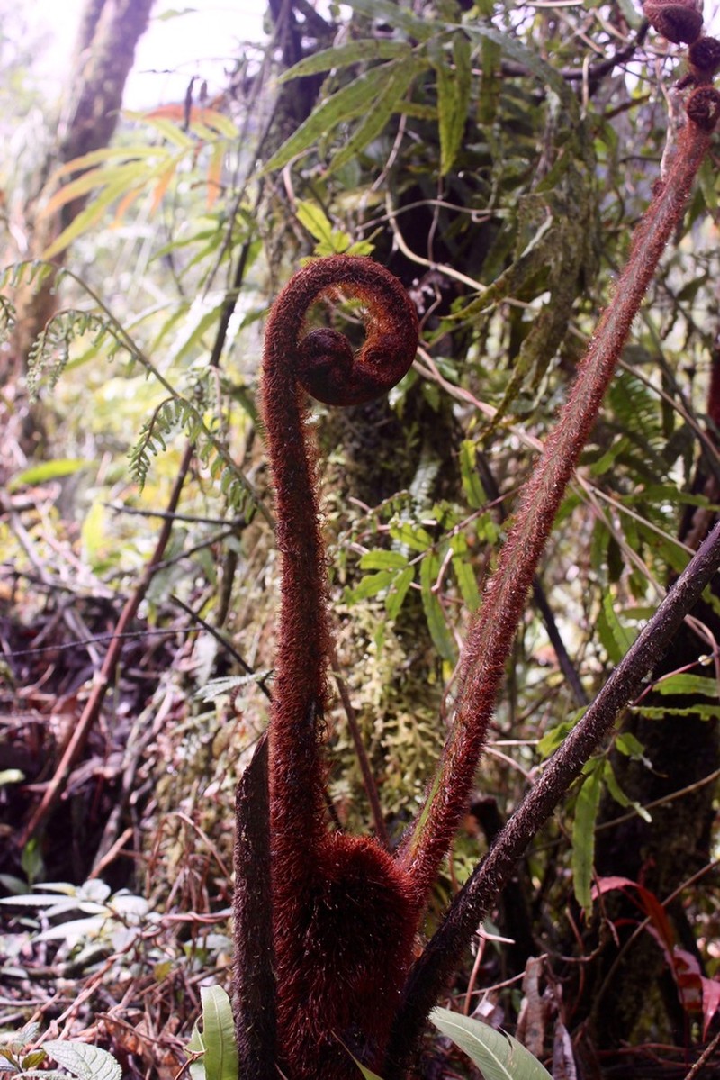 Sphaeropteris brunei photo 3