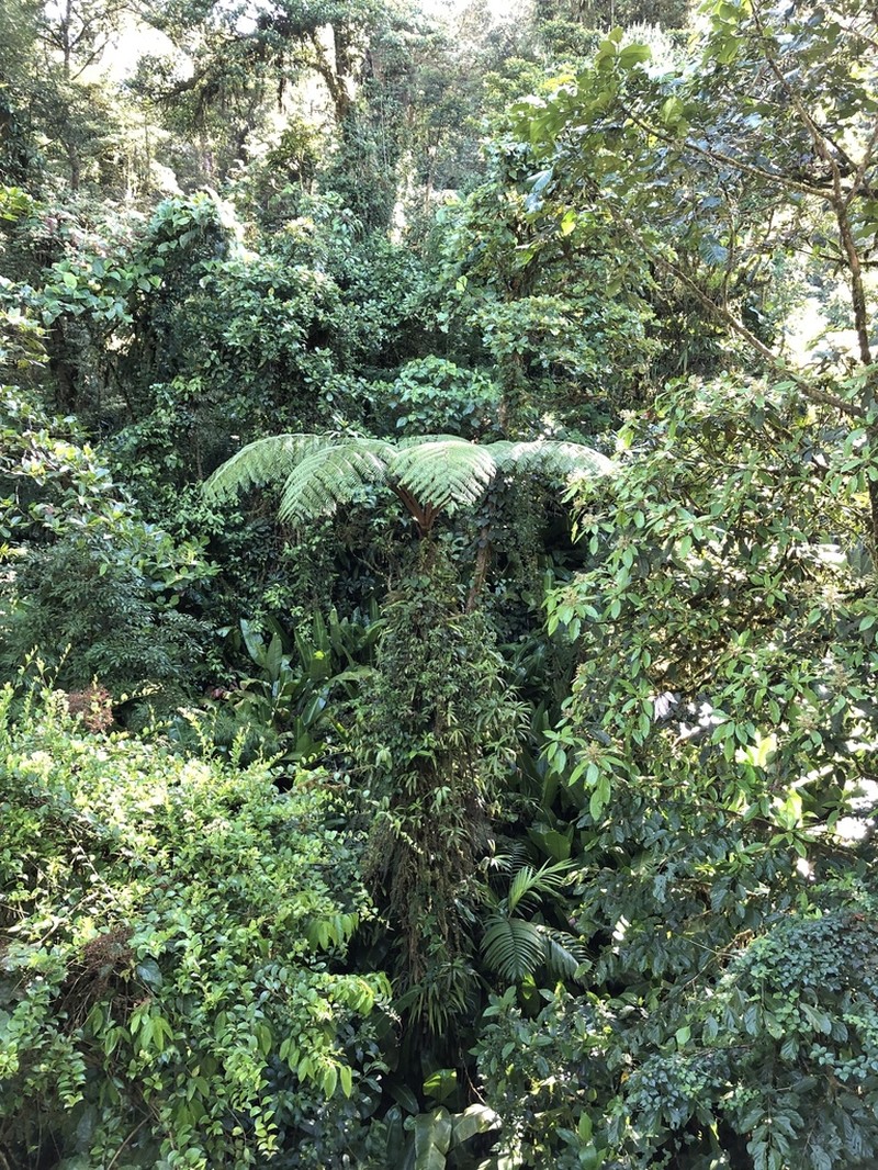 Sphaeropteris brunei photo 4