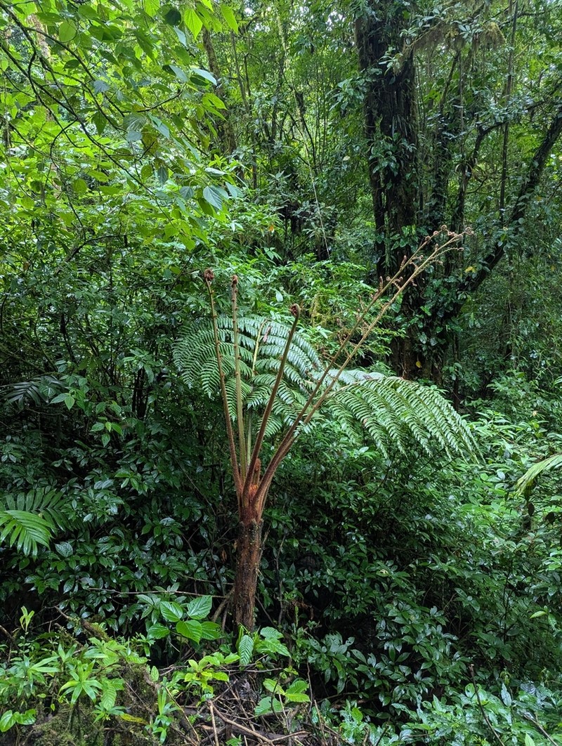 Sphaeropteris brunei photo 5