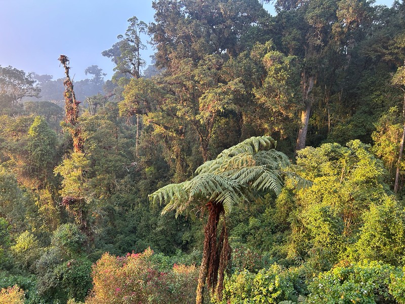 Sphaeropteris brunei photo 6