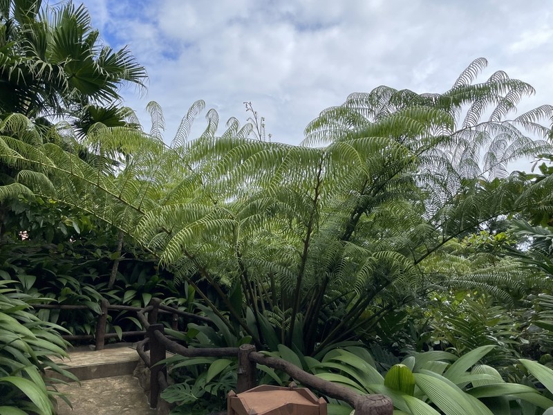 Sphaeropteris brunei photo 7