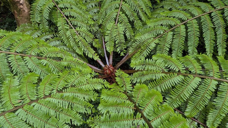 Sphaeropteris brunei photo 8