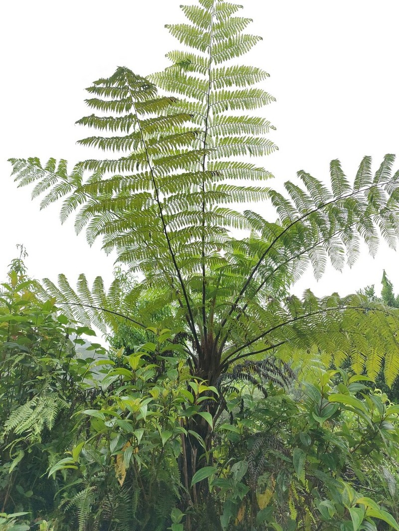 Sphaeropteris brunoniana