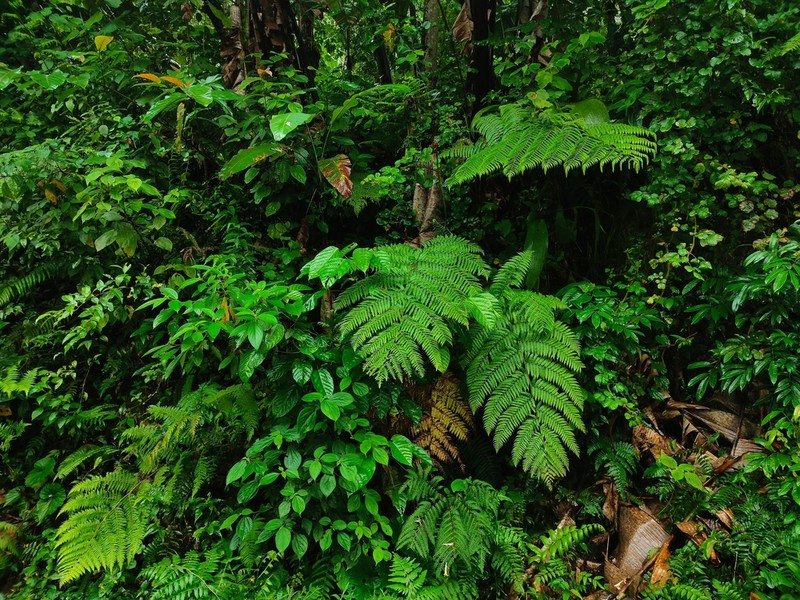 Sphaeropteris brunoniana photo 2