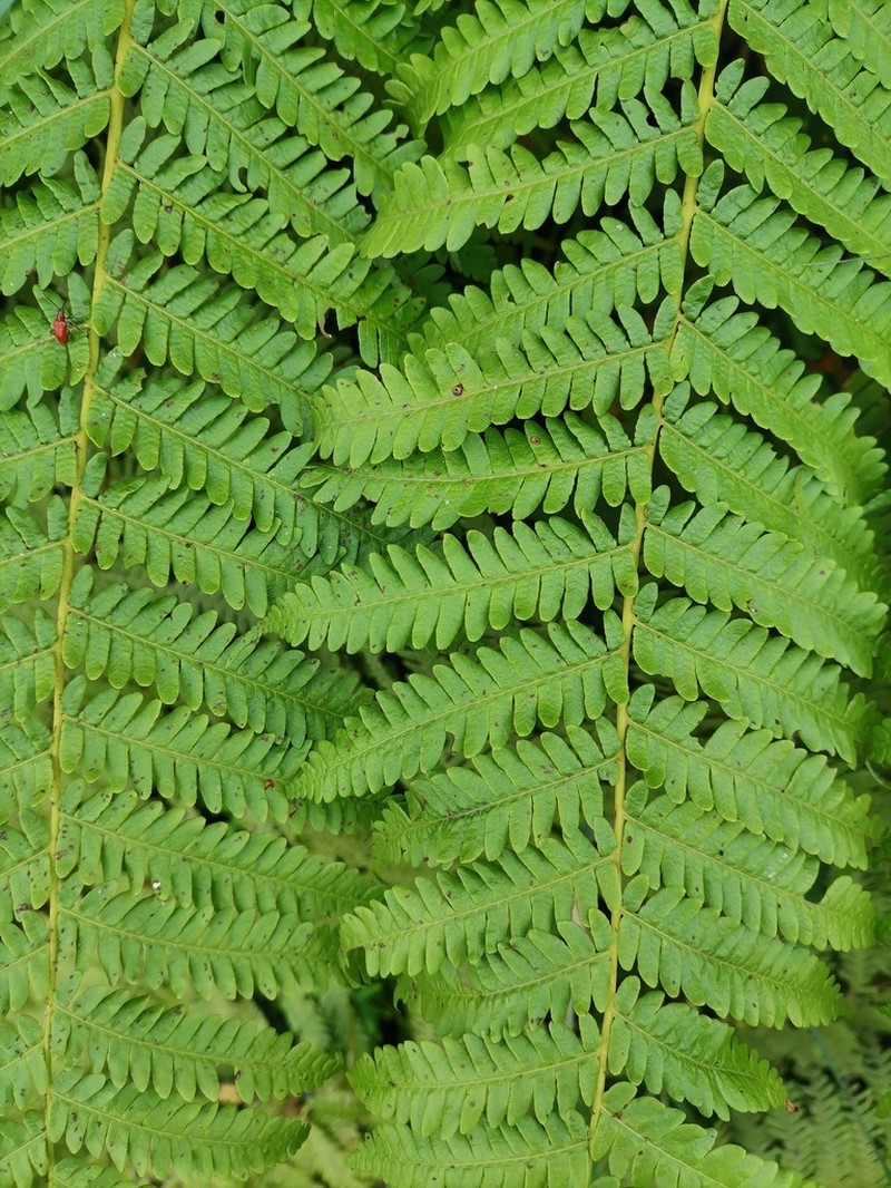 Sphaeropteris brunoniana photo 3