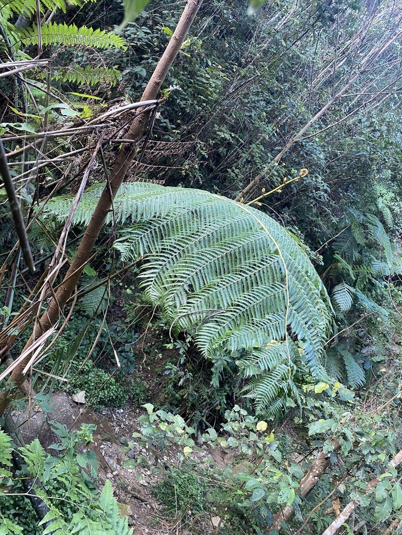 Sphaeropteris brunoniana photo 4