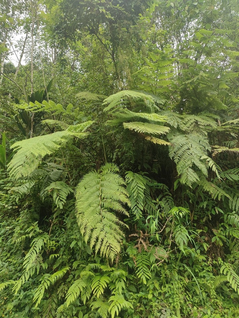 Sphaeropteris brunoniana photo 5