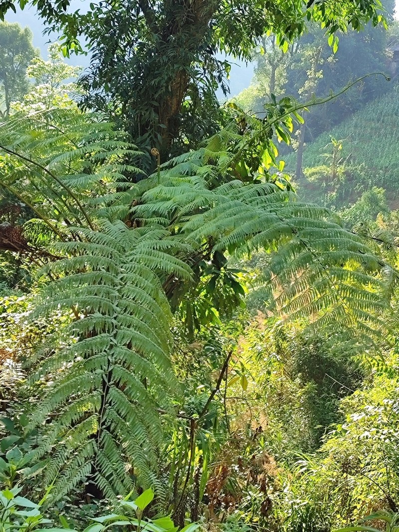 Sphaeropteris brunoniana photo 6