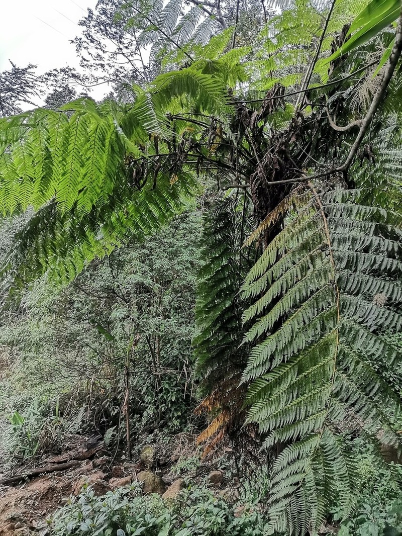 Sphaeropteris brunoniana photo 7