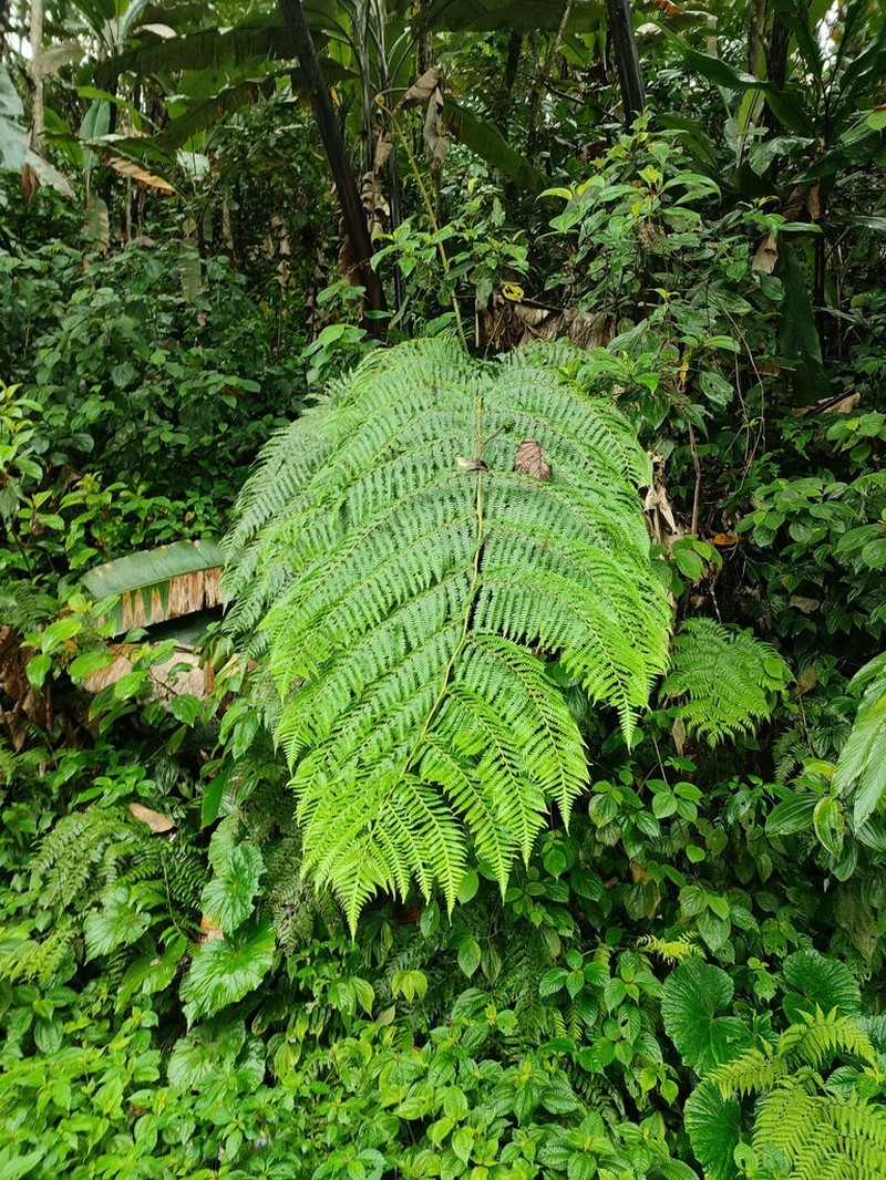 Sphaeropteris brunoniana photo 8