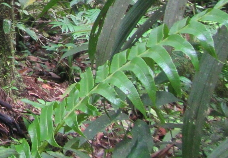 Sphaeropteris capitata
