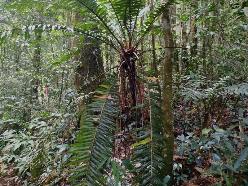 Sphaeropteris capitata photo 2