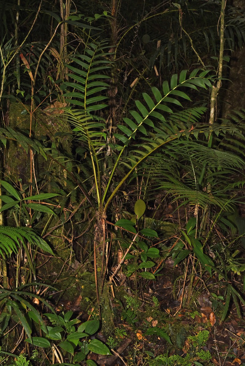 Sphaeropteris capitata photo 4