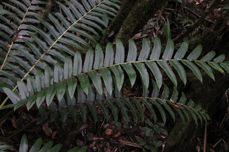 Sphaeropteris capitata photo 5