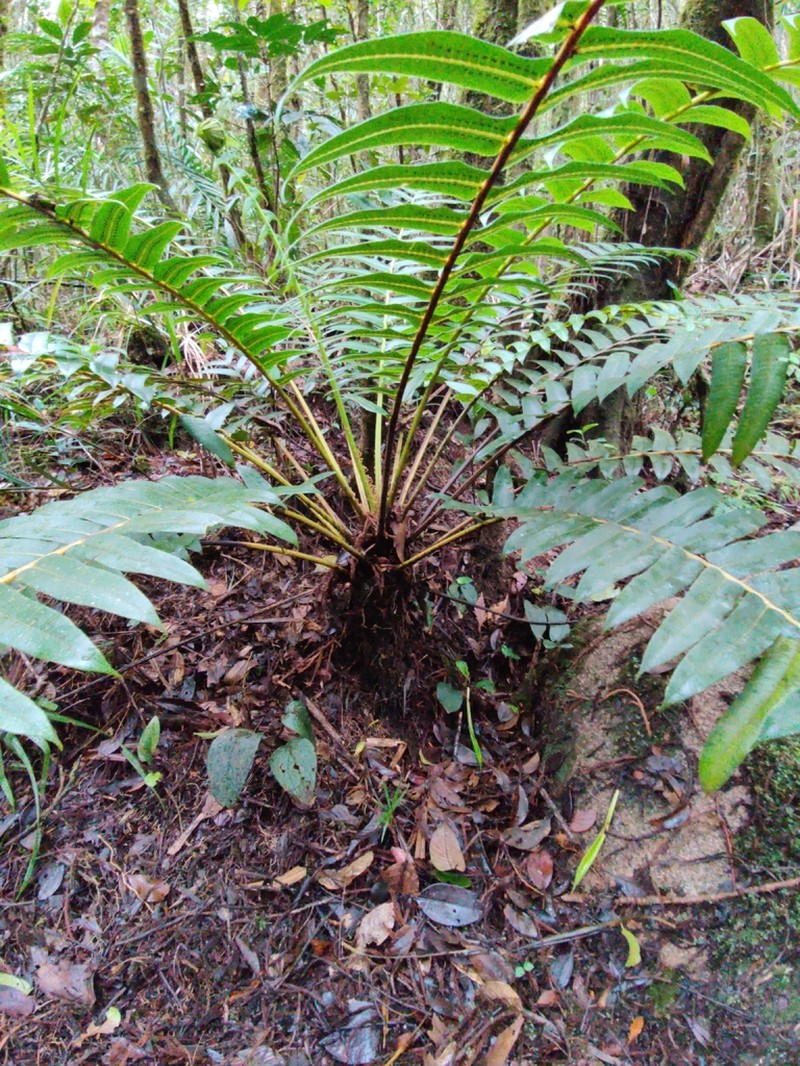 Sphaeropteris capitata photo 6