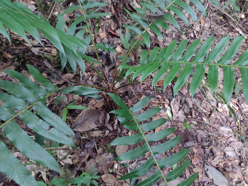 Sphaeropteris capitata photo 7