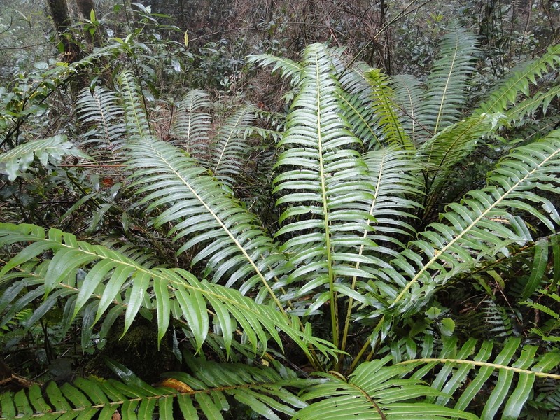 Sphaeropteris capitata photo 8