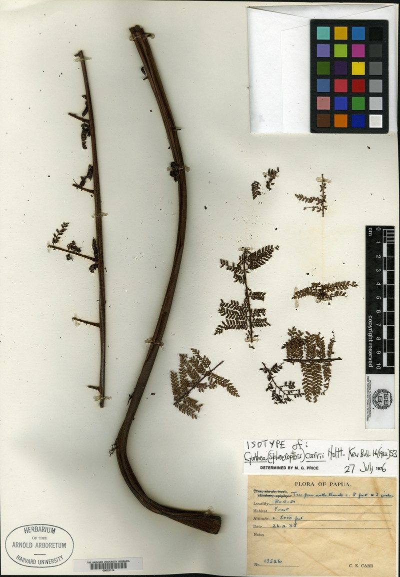 Sphaeropteris carrii