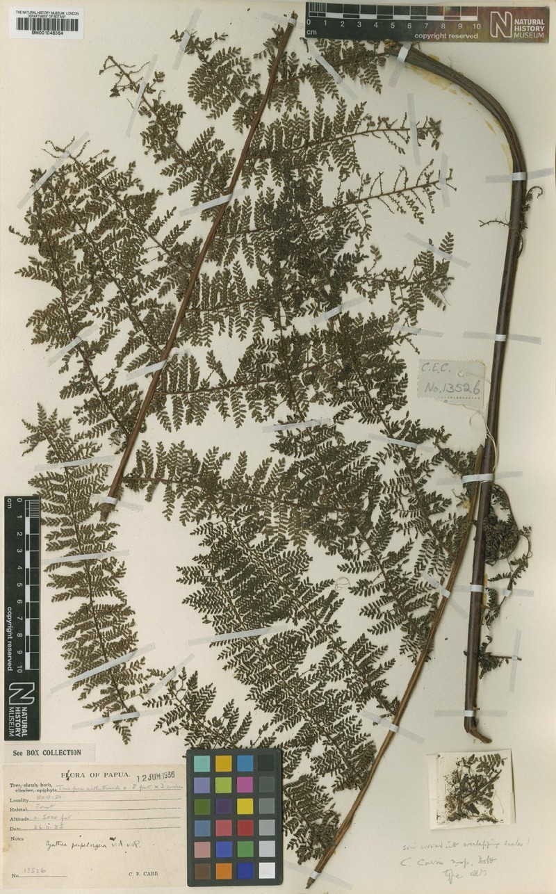 Sphaeropteris carrii photo 3