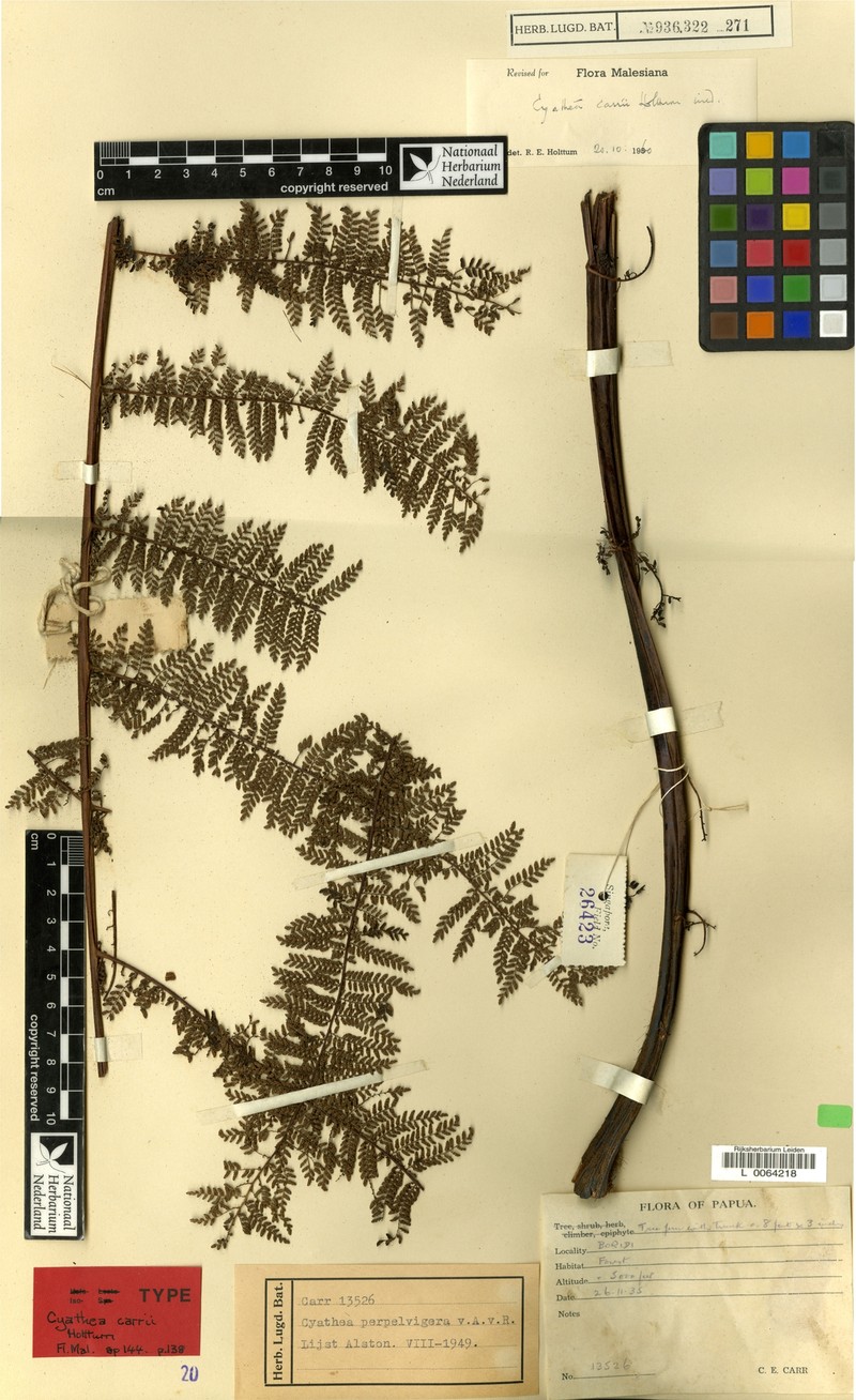Sphaeropteris carrii photo 4