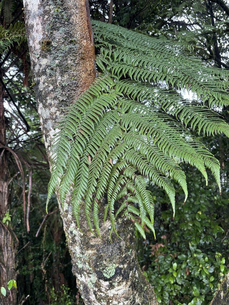 Sphaeropteris celebica