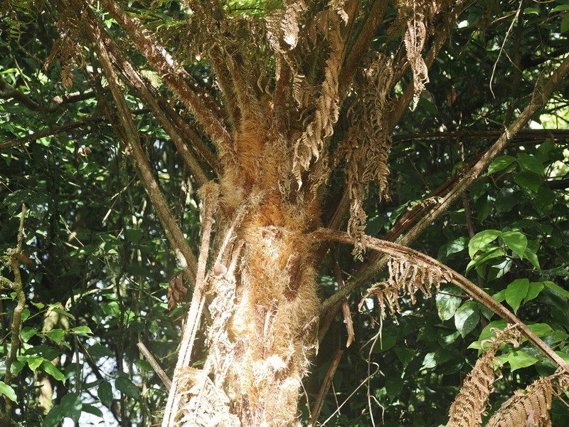 Sphaeropteris celebica photo 3