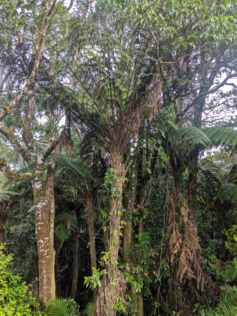 Sphaeropteris celebica photo 4