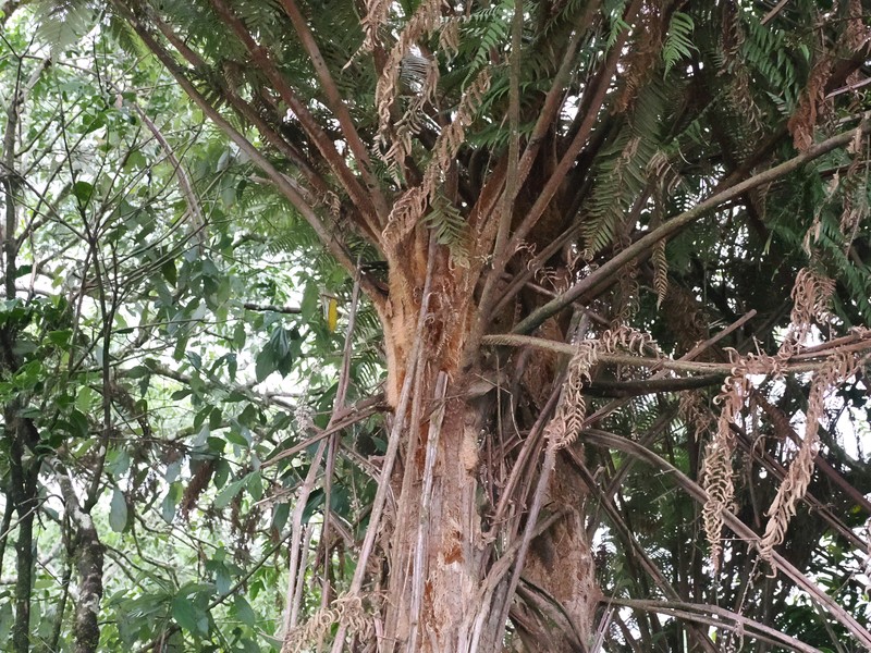 Sphaeropteris celebica photo 6
