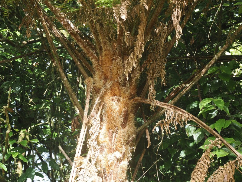 Sphaeropteris celebica photo 7