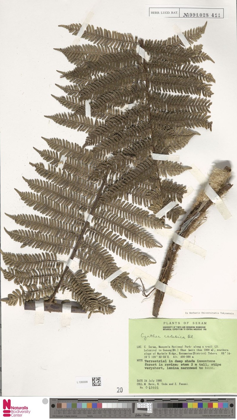 Sphaeropteris celebica photo 8