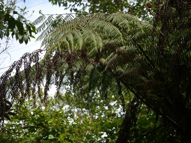 Sphaeropteris crinita