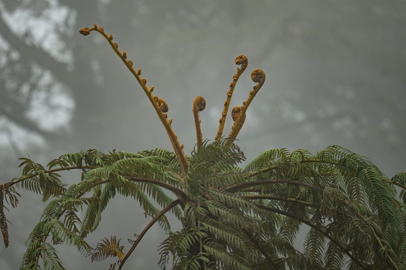 Sphaeropteris crinita photo 2