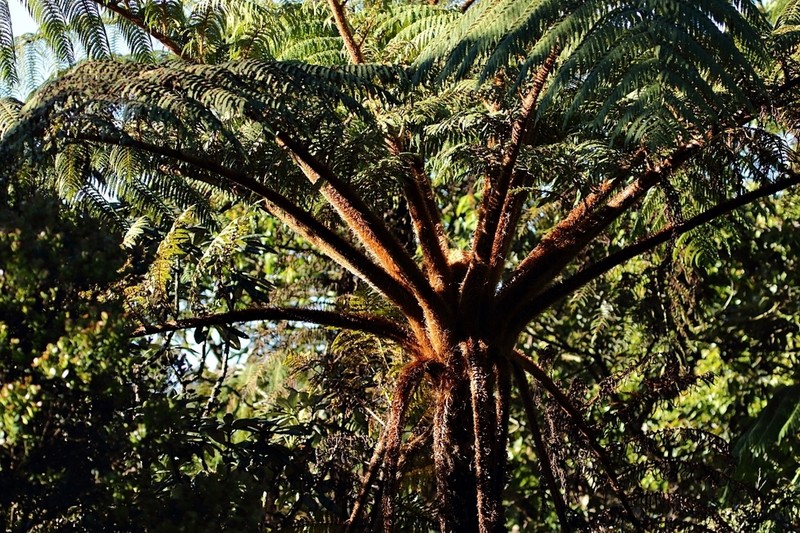 Sphaeropteris crinita photo 3
