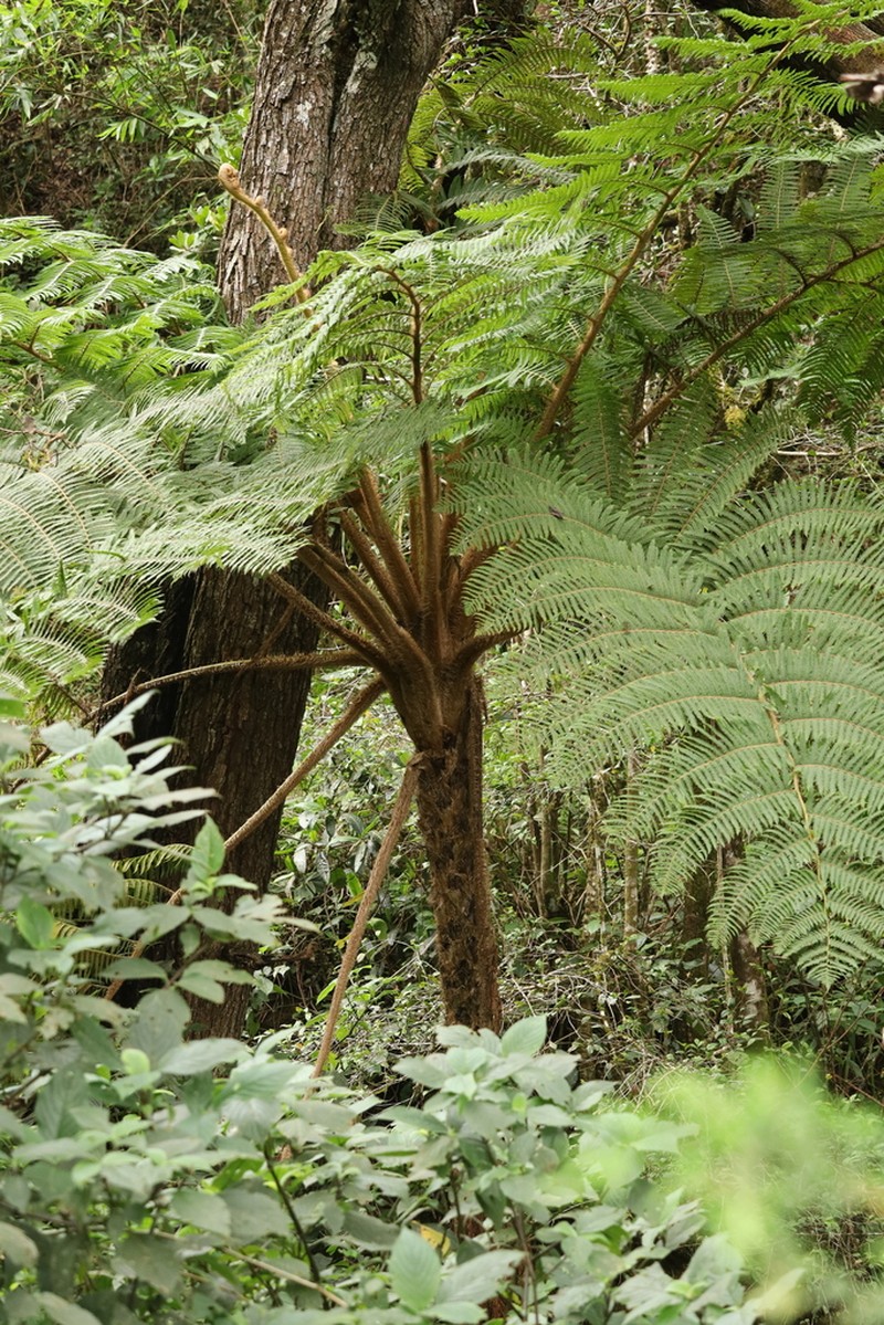 Sphaeropteris crinita photo 4