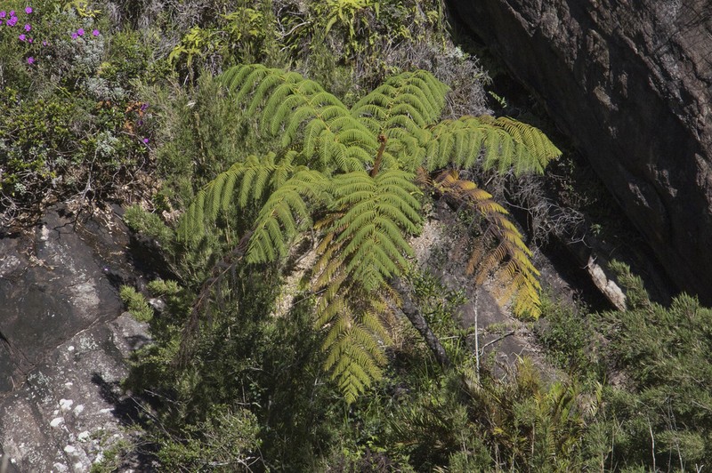 Sphaeropteris crinita photo 5