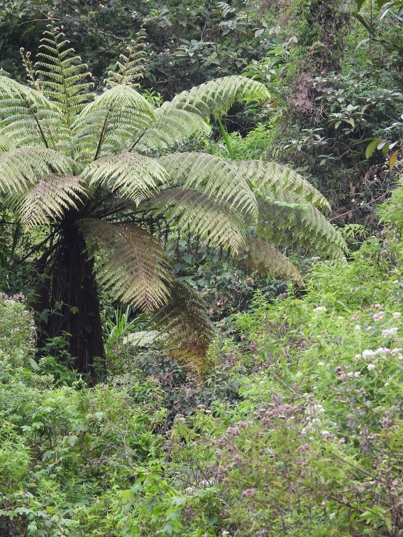 Sphaeropteris crinita photo 7