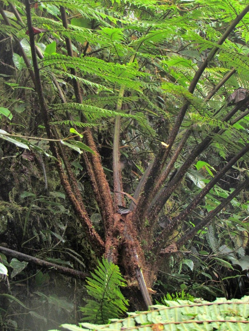 Sphaeropteris cuatrecasasii